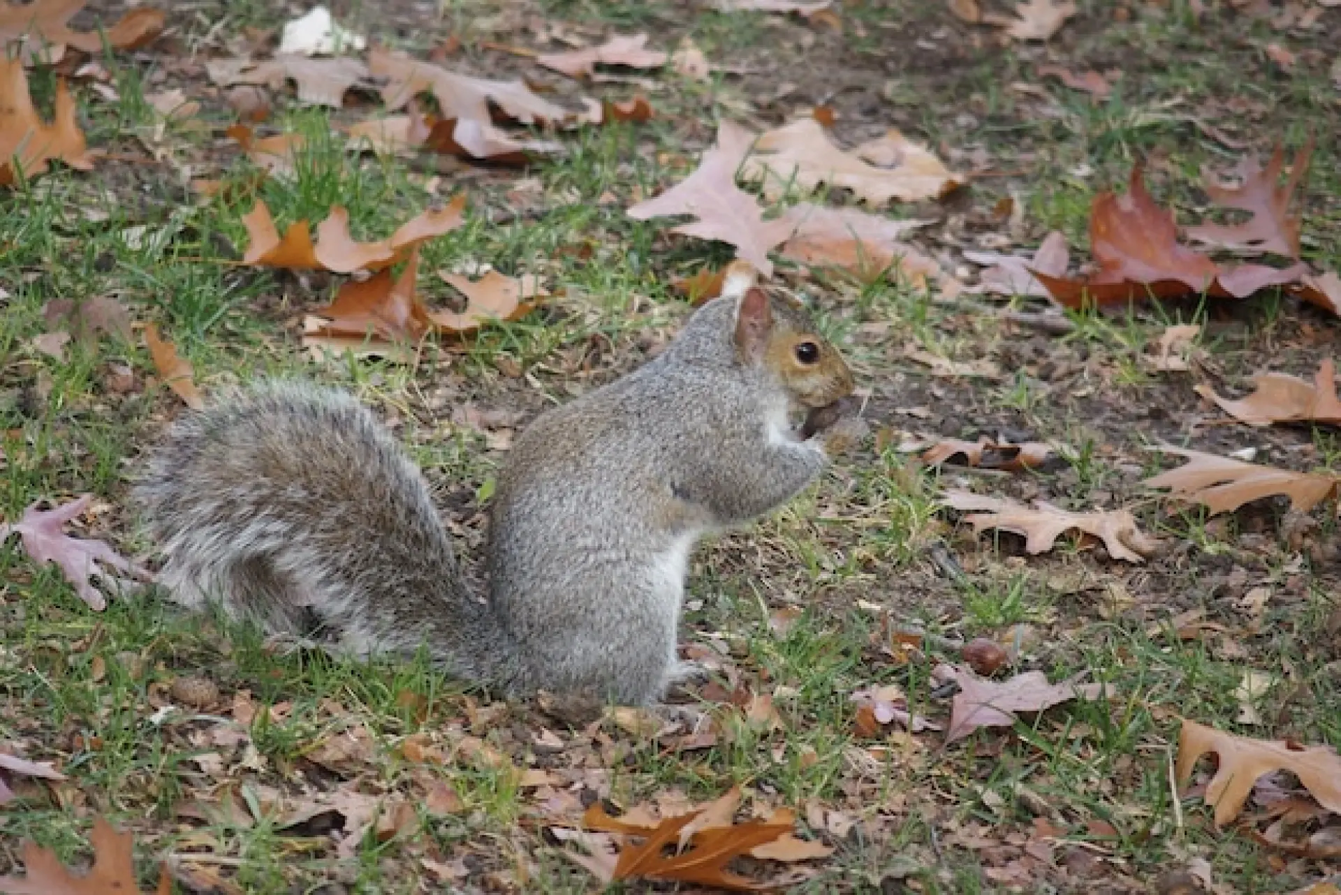 Mole and Squirrel Control Edinburgh, Leith, Stockbridge