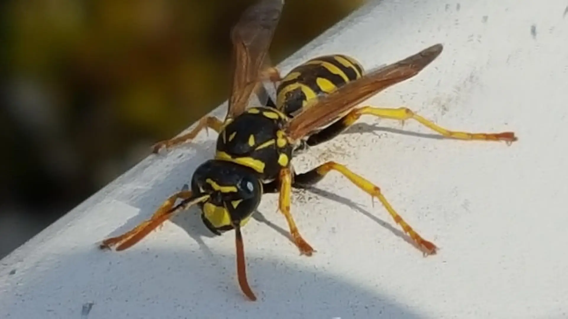 Effective Wasp Control