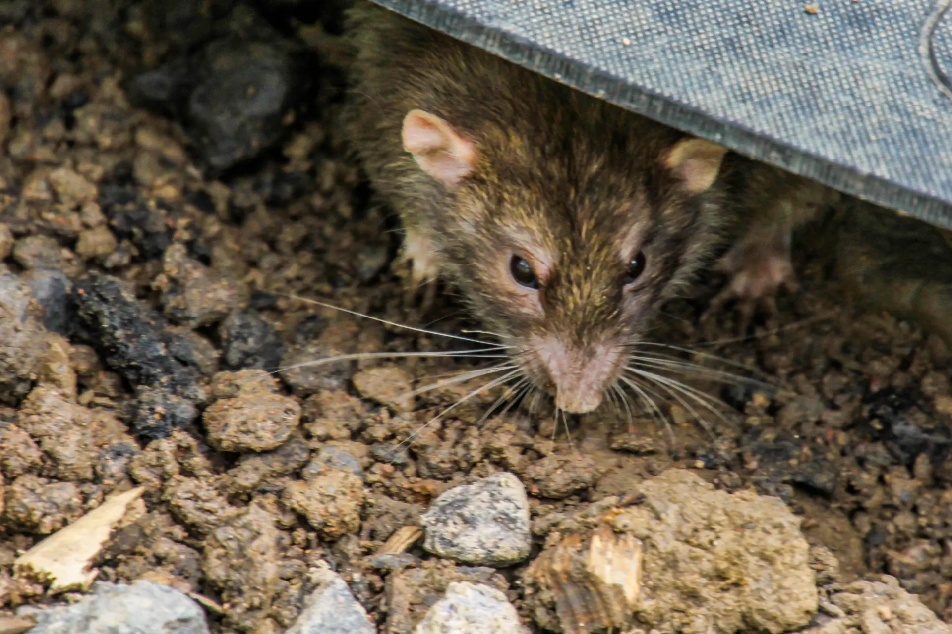 Corstorphine Pest Control Company