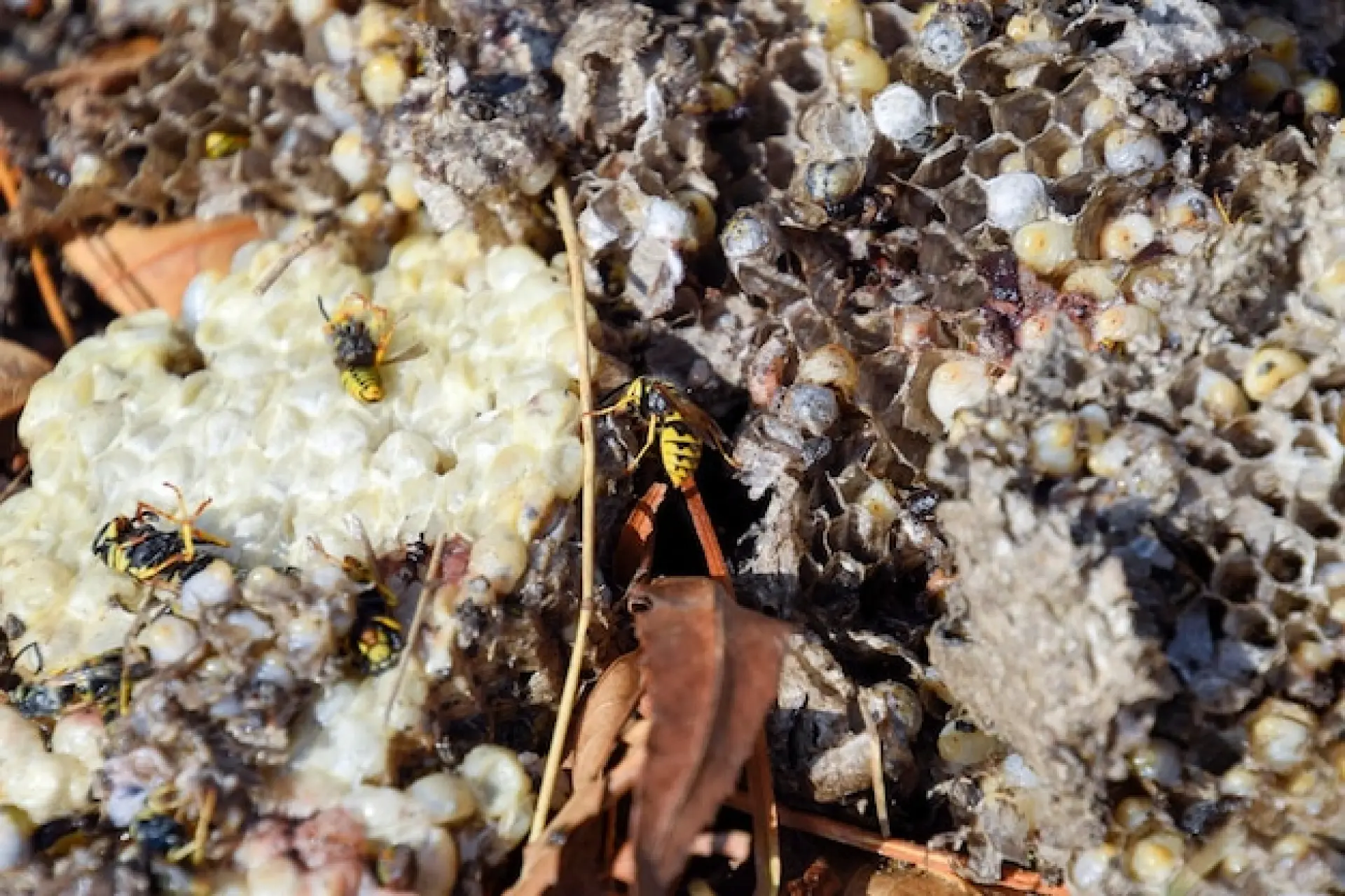 Wasp Control Services Edinburgh, Leith, Stockbridge: Solutions to Wasp Infestations