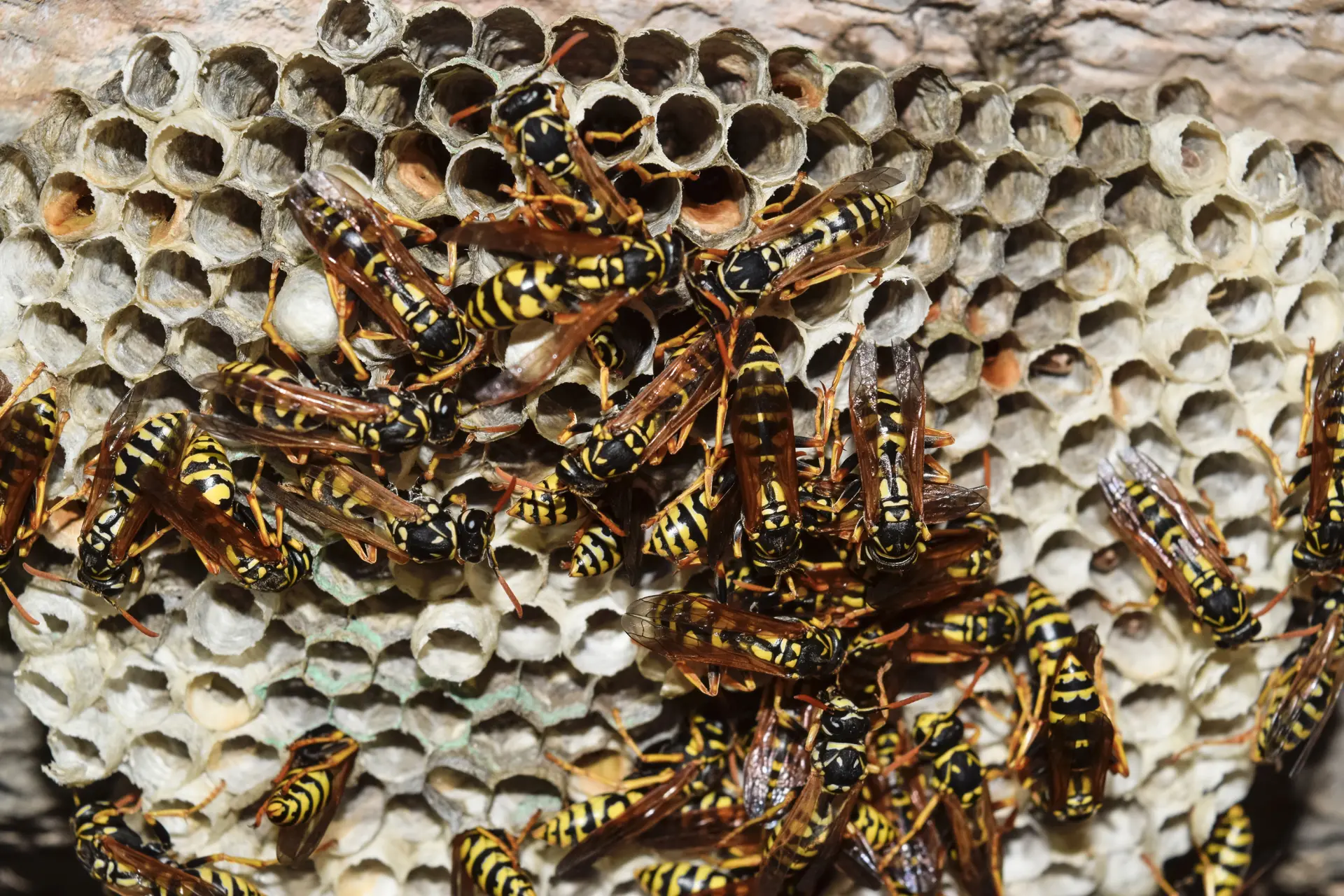 Wasp Nest Removal Corstorphine