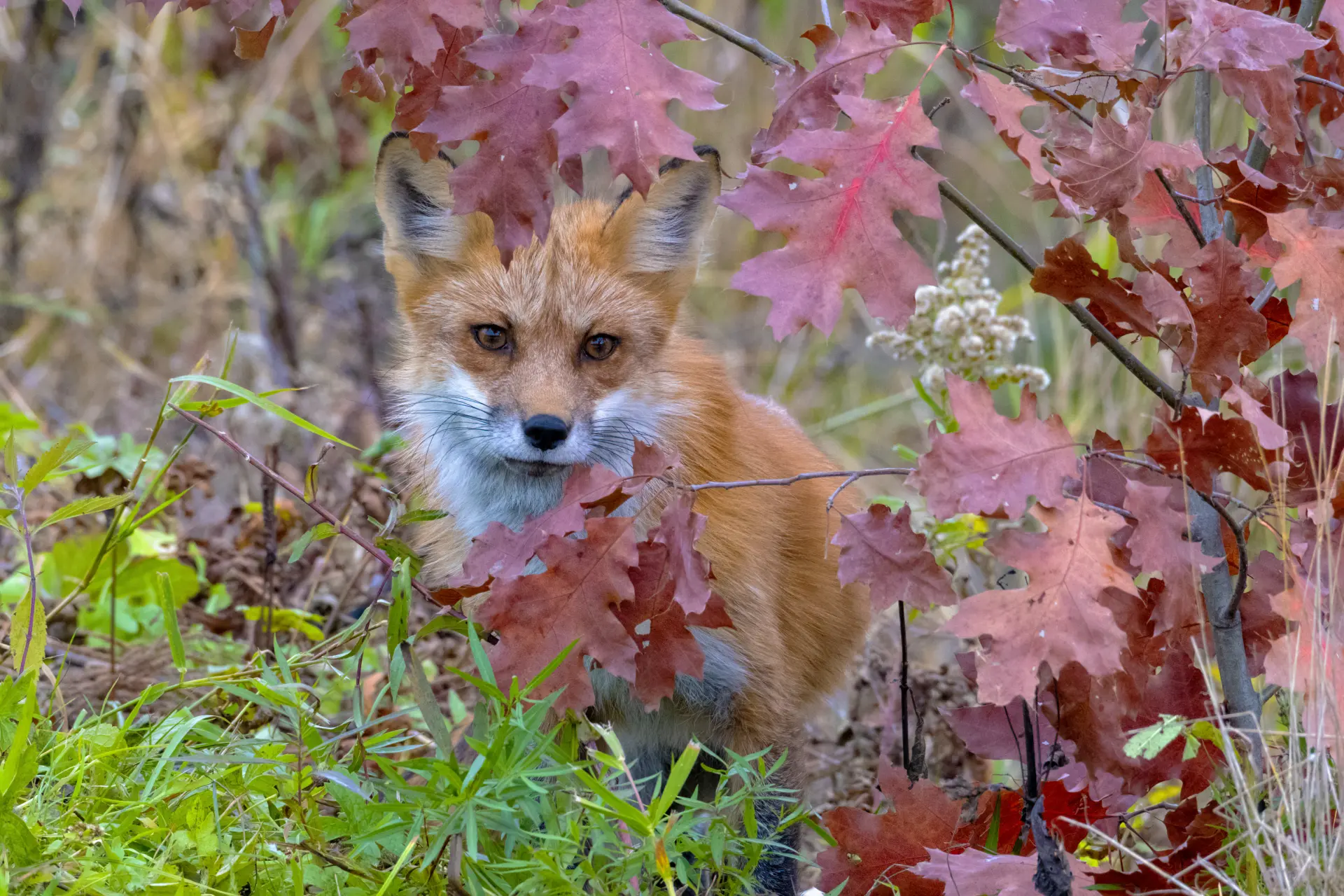 Fox Control Services Edinburgh, Leith, Stockbridge