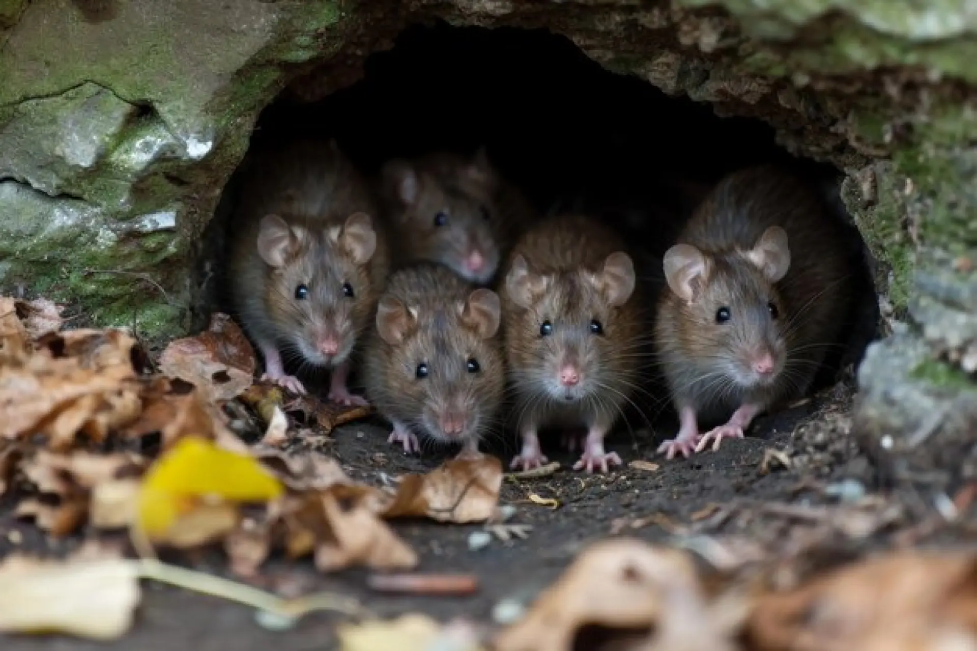 Rat and Mice Control Edinburgh, Leith, Stockbridge