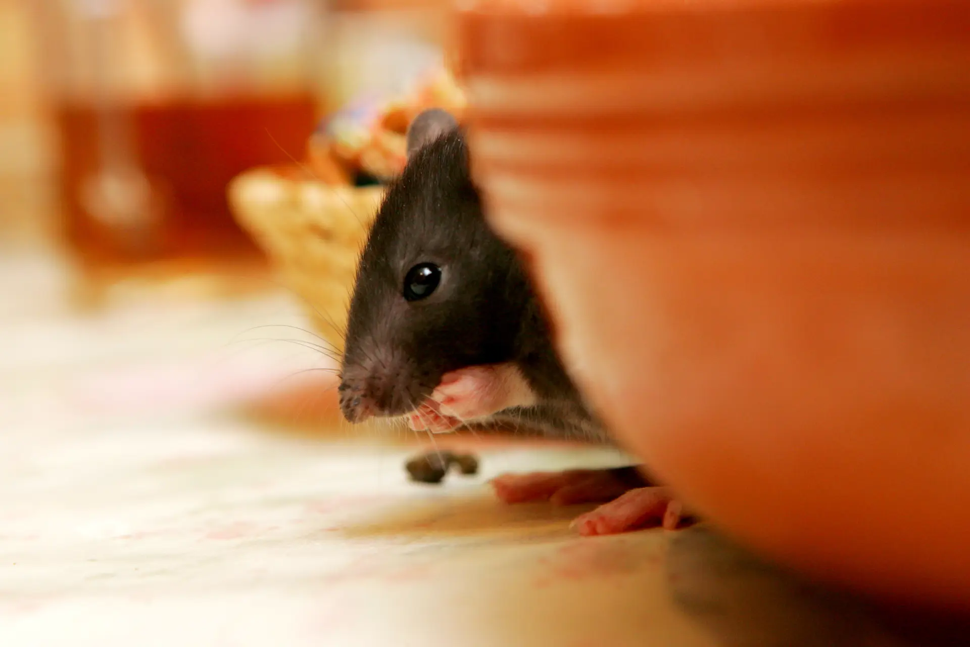 Rodent-Proofing Your Home A Complete Guide