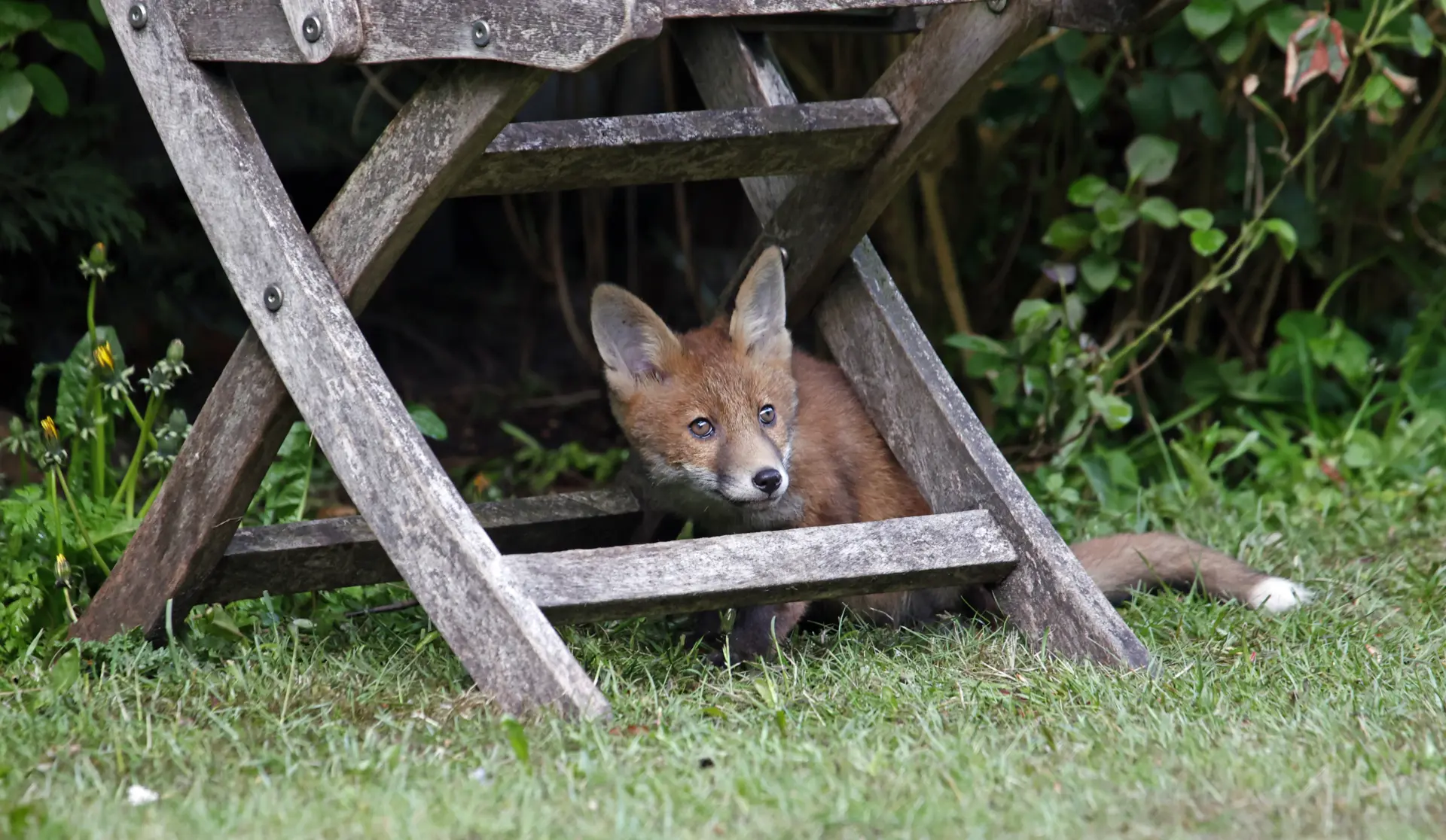 Fox Control Edinburgh, Leith, Stockbridge