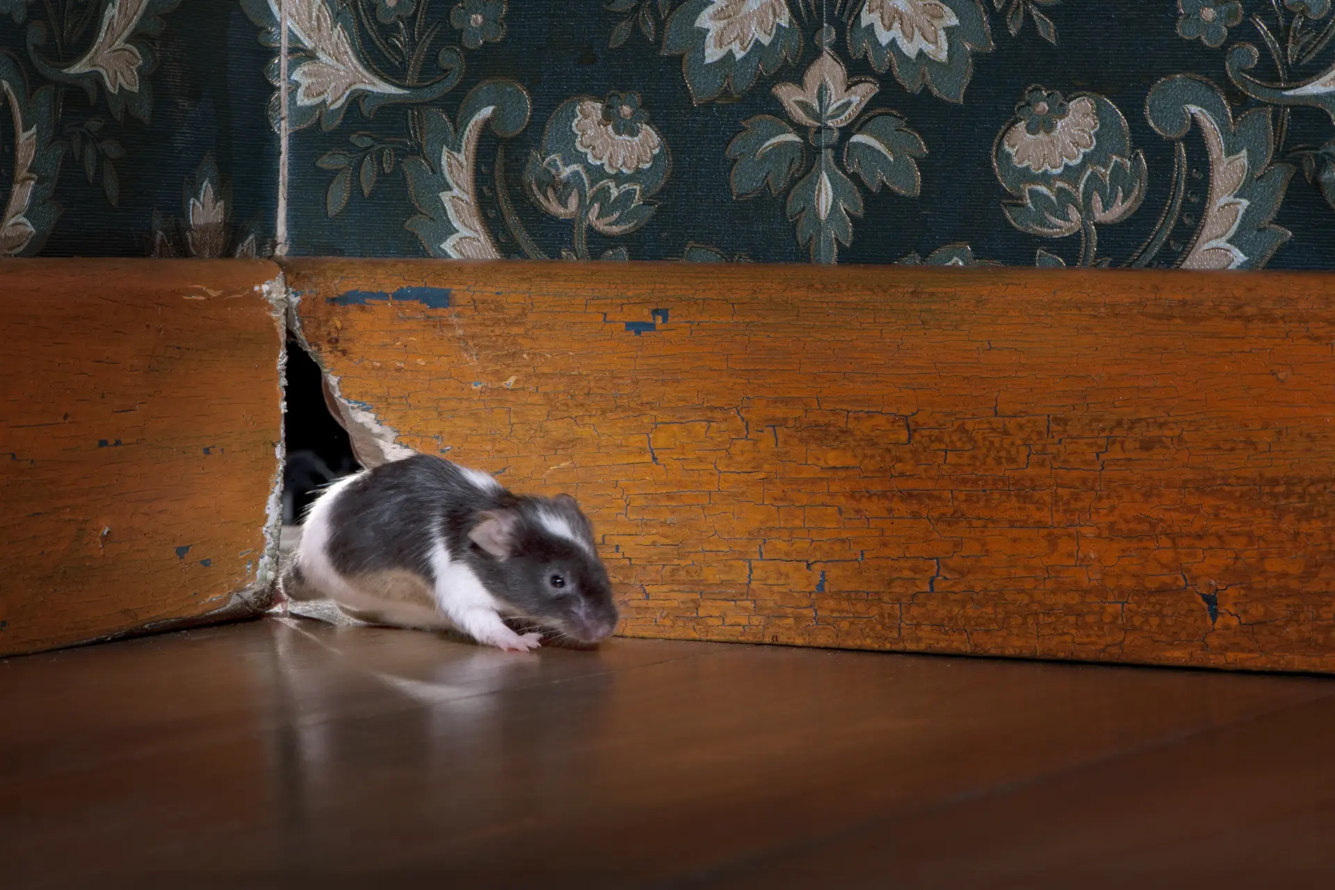 Rodent-Proofing Your Home A Complete Guide