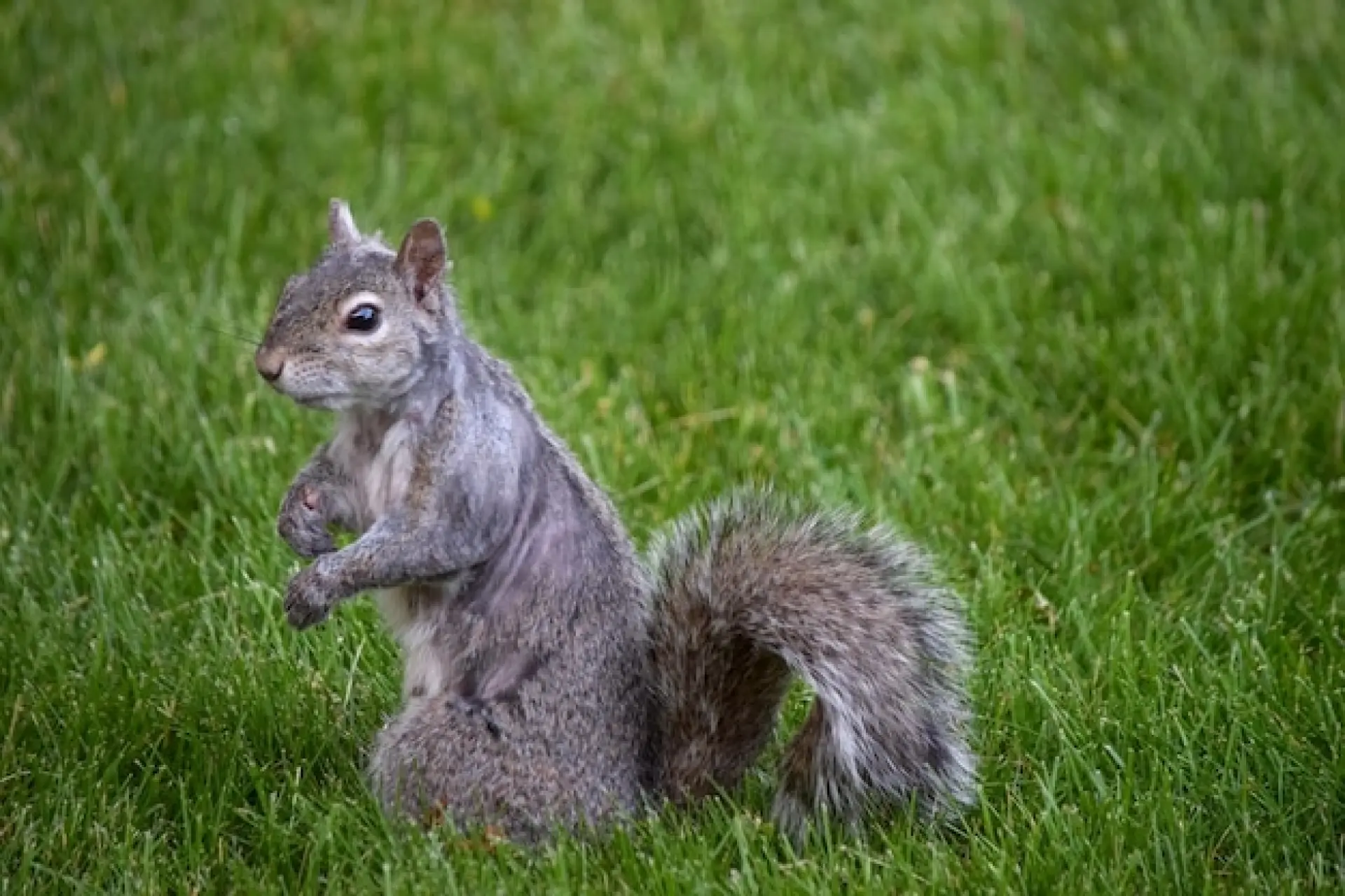 Commercial and Domestic Squirrel Control