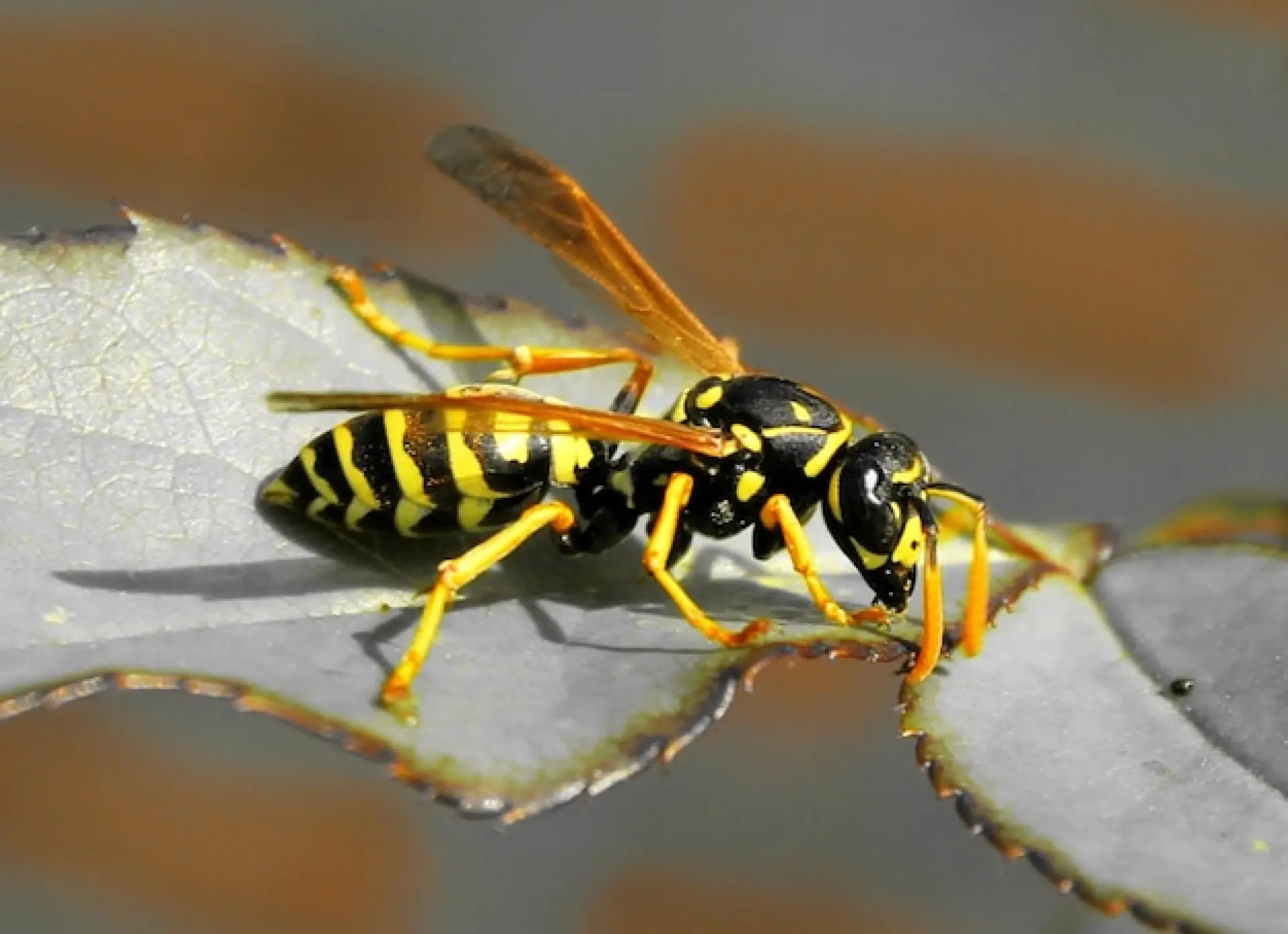 Wasp Removal Edinburgh, Leith, Stockbridge